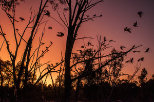 Golden Harvest Park