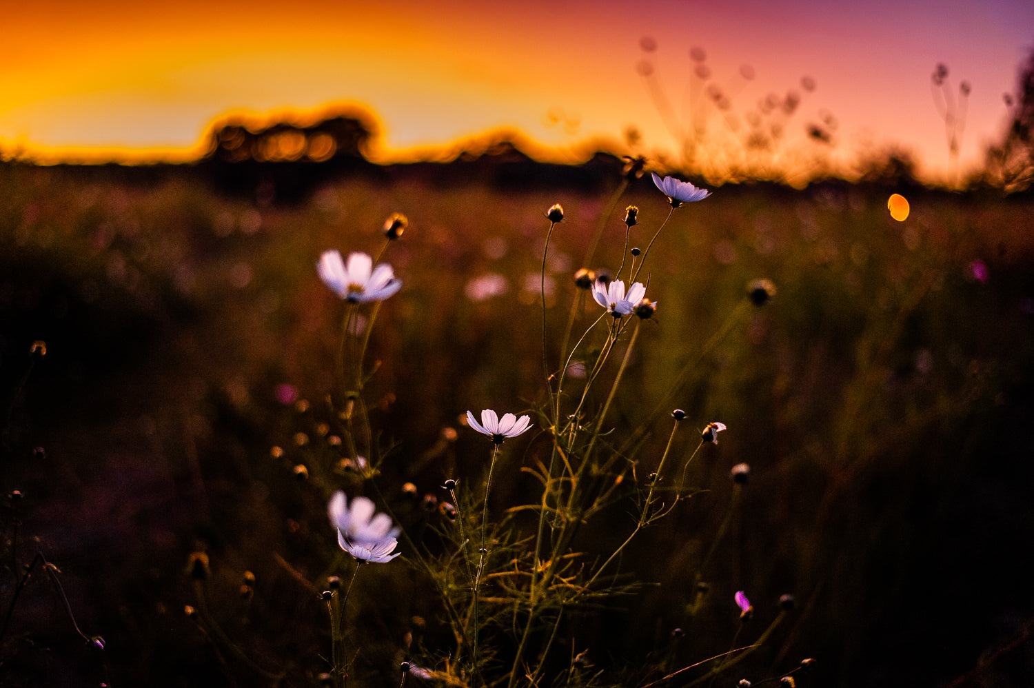 Cosmos at Sunset in Delta Park
